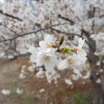 桜　240408 (1 - 1)